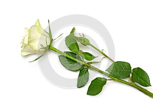 White rose flower