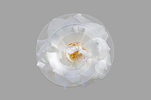 White rose flower