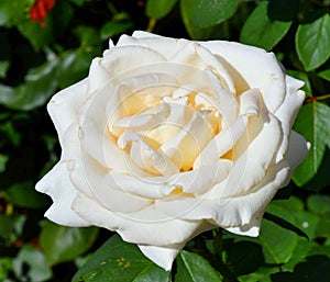 White rose flower