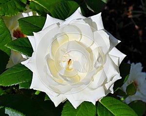 White rose flower