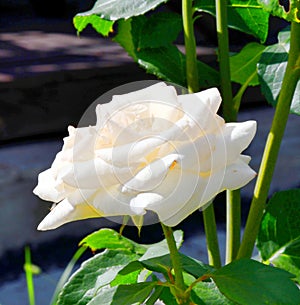 White rose flower