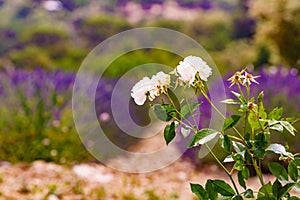 White rose flower against lavender purple field