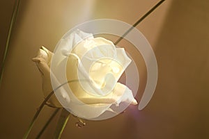 White rose flower against a white background. Sepia toned image and empty copy space