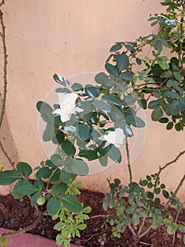 White rose flower with beautiful white petals