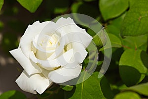 White Rose Flower In Bloom With Bud Rosa jacare photo