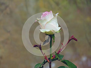 White Rose flower blooming in spring flower garden