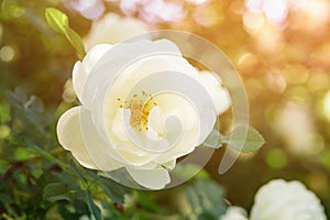 White rose flower on bush closeup photo