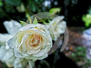 A White Rose Flower Captured After A Rain.