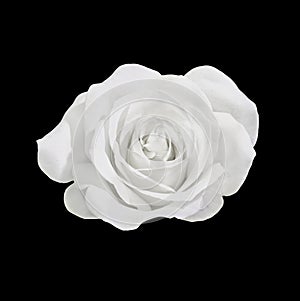 White rose flower, close up, dark background