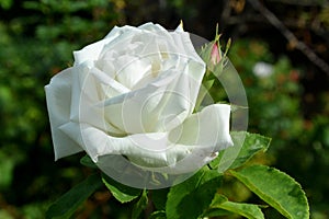 White rose flower close-up photo with blurred dark green background.