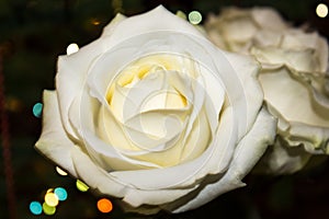 White Rose Flower. White rose with dew