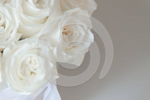 White rose flower with dew drops closeup. Macro. Selectiv focus. For design. Nature. Background. Close up