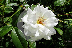 White rose flower among green