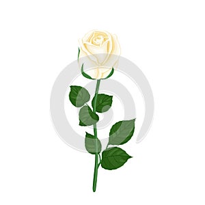 White rose flower with green stem and leaves isolated. Vector floral illustration