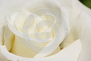White Rose Flower Head Soft Close-up Rosa jacare photo