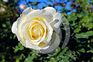 White rose flower at Inez Grant Parker Memorial Rose Garden