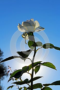 White rose flower at Inez Grant Parker Memorial Rose Garden