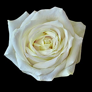 White rose flower isolated on a black background. Closeup.