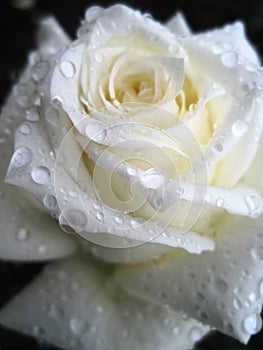 White rose flower. Large raindrops on white rose petals.