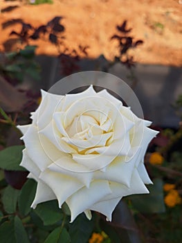 White rose flower and leaves photography