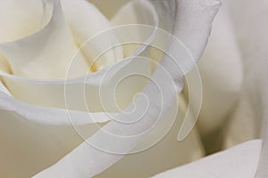 White Rose Flower Petals Abstract Close-up Rosa jacare photo