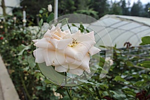 The White Rose Flower - Purity and Eternal Love