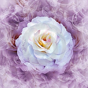 A white rose flower on a purple floral background.  Rose petals around the flower.  Flower in curls of smoke.