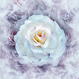 A white rose flower on a purple floral background.  Rose petals around the flower.  Flower in curls of smoke