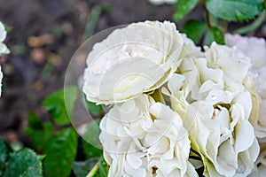 White rose flower, rain drops. Close-up photo of garden flower with shallow DOF