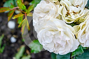 White rose flower, rain drops. Close-up photo of garden flower with shallow DOF