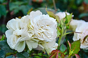 White rose flower, rain drops. Close-up photo of garden flower with shallow DOF