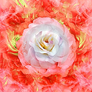 A white rose flower on red  floral background.  Rose petals around the flower.  Flower in curls of smoke.