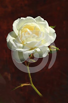 White Rose flower in a vintage picture style