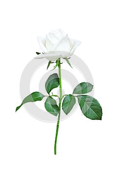 White rose flower with water drops , green stem and leaves  in vertical shaped isolated on white background , clipping path