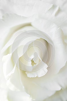 White rose flower on white background