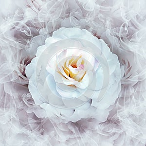 A white rose flower on a white  floral background.  Rose petals around the flower.  Flower in curls of smoke.