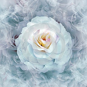 A white rose flower on a  white  floral background.  Rose petals around the flower.  Flower in curls of smoke.