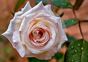 White rose flower. White rose flower bud with red petal edges and water drops on petals