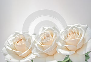 white rose flowers banner. Close up of white rose flowers on white background. copy space. Generative AI