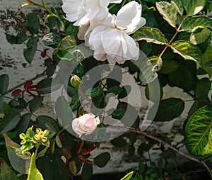 White rose flowers blooming in the branch of green leaves plant growing in garden, natural scenery view, nature photography