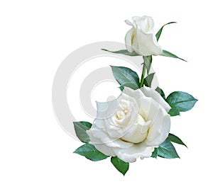 White rose flowers bouquet for wedding or greeting card