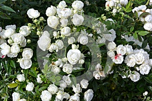White rose flowers photo with blurred dark green background.