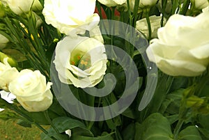 White rose flowers