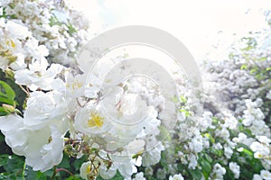 White rose flowers sun sunbeams