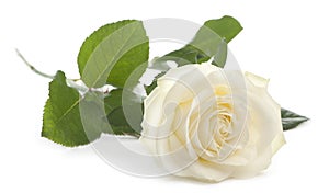 White rose in front of white background