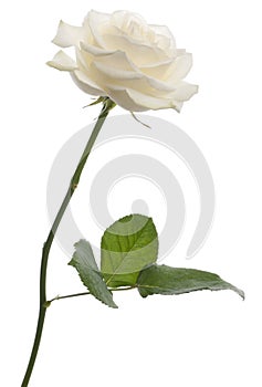 White rose in front of white background