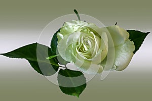 A white Rose