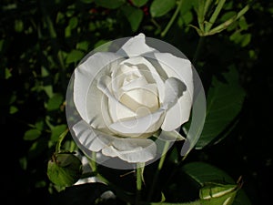 White rose in the garden