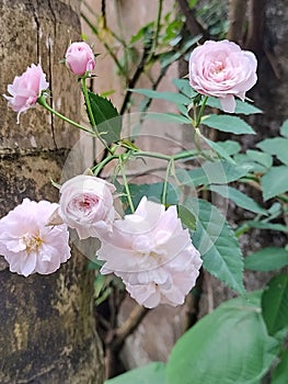 White rose garden