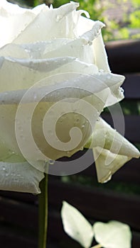 White rose from the garden